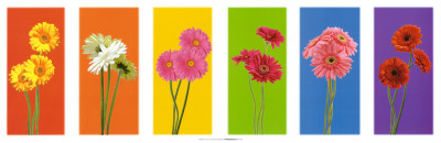 Gerbera Daisies Poster Gerbera Daisies Poster