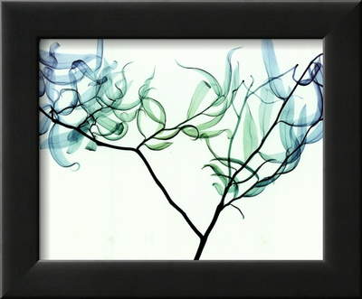 Willow Framed Print Willow Framed Print