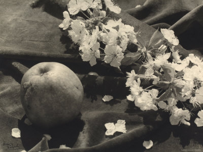 The Flower and the Fruit Photographic Print The Flower and the Fruit Photographic Print