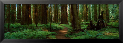 Sequoias Framed Print Sequoias Framed Print