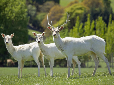 White Fallow Deer, near Queenstown, Otago, South Island, New Zealand White Fallow Deer, near Queenstown, Otago, South Island, New Zealand