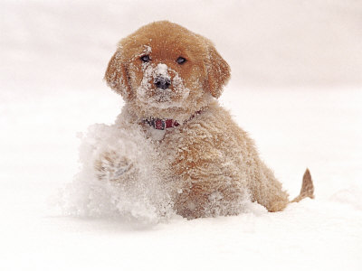Pictures Of Golden Retriever Puppies. Golden Retriever Pup in Snow