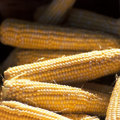 Fresh Ears of Corn Photographic Print Fresh Ears of Corn Photographic Print