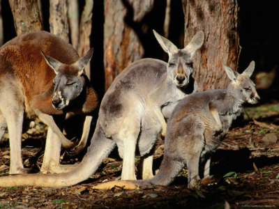 kangaroos in australia. Kangaroos (Macropus Rufus)