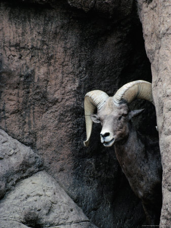 statue of desert bighorn sheep  ovis canadensis  at sonora desert museum