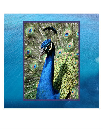 Pacific Peacock Other Pacific Peacock Other