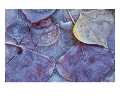 Leaves Frozen In Ice Photographic Print Leaves Frozen In Ice Photographic Print