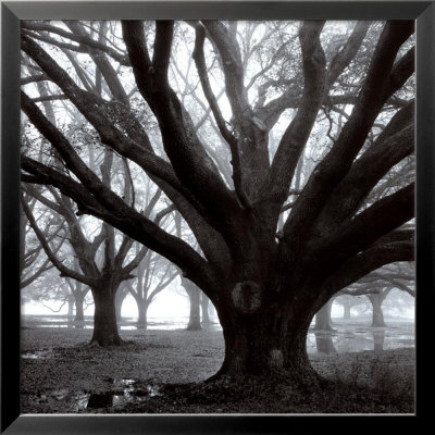 Oak Grove, Winter Framed Print Oak Grove, Winter Framed Print