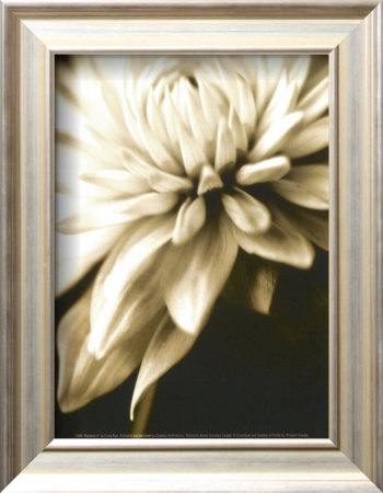 Radiance IV Framed Print Radiance IV Framed Print