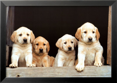 Here's Trouble Framed Print Here's Trouble Framed Print