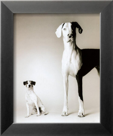 Domino and Daisy Framed Print Domino and Daisy Framed Print