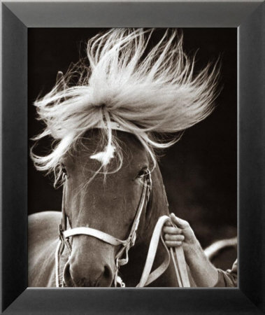The Horse Framed Print The Horse Framed Print