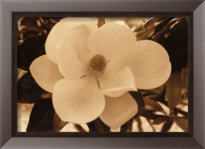 Spring Magnolia II Framed Print Spring Magnolia II Framed Print