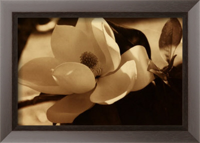 Spring Magnolia I Framed Print Spring Magnolia I Framed Print