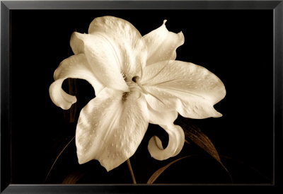 Casablanca Lilium Framed Print Casablanca Lilium Framed Print