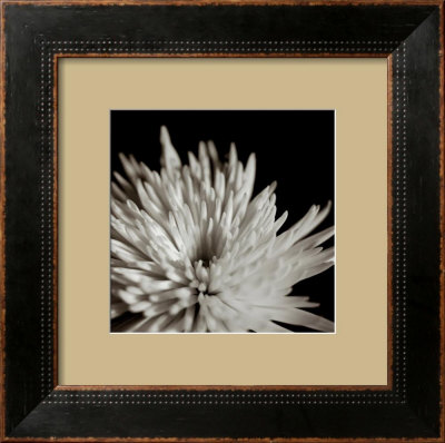 Chrysanthemum Framed Print Chrysanthemum Framed Print