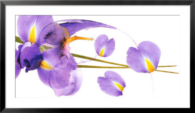 Lucid Iris I Framed Print Lucid Iris I Framed Print