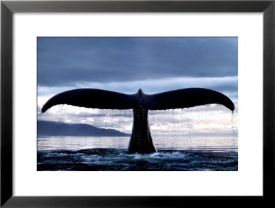 Megaptera Framed Print Megaptera Framed Print