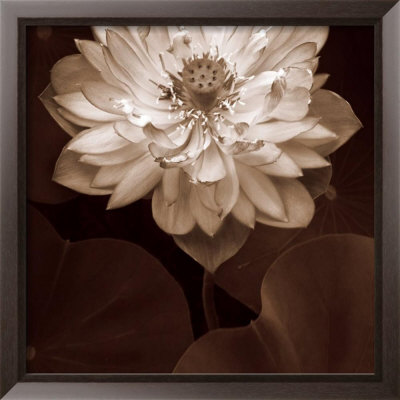Lotus Welcome Framed Print Lotus Welcome Framed Print