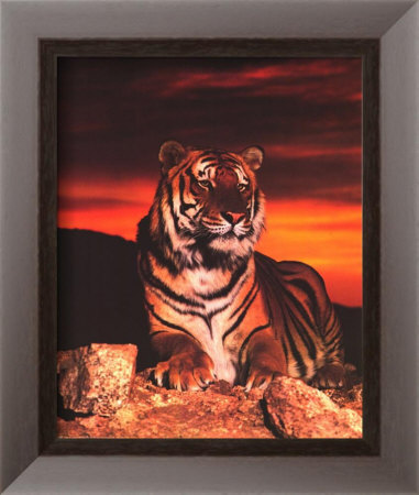 Tiger at Sunset Framed Print Tiger at Sunset Framed Print