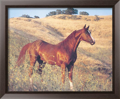 Brown Horse in Field Framed Print Brown Horse in Field Framed Print