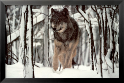 Timber Wolf Framed Print Timber Wolf Framed Print