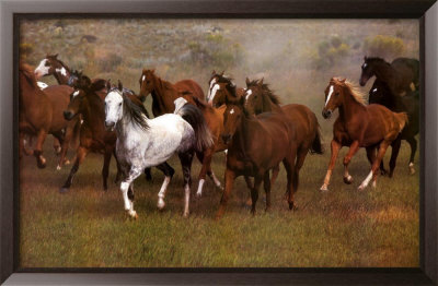 Wild Horses Framed Print Wild Horses Framed Print