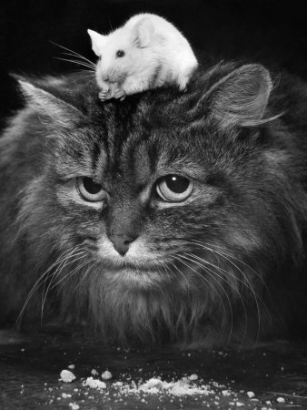 Animal Friendships: Cats and Mice Stretched Canvas Print