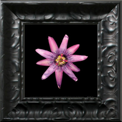 Passion Flower Framed Print Passion Flower Framed Print