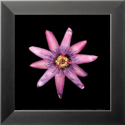 Passion Flower Framed Print Passion Flower Framed Print