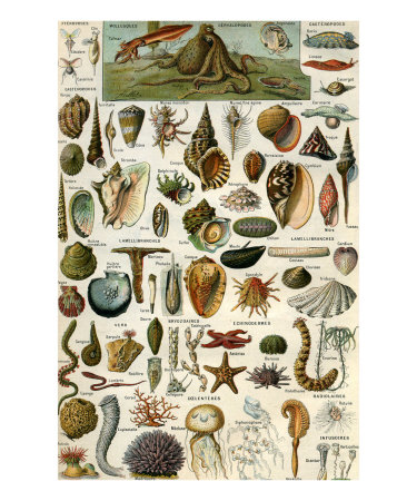 Mollusques Print Mollusques Print