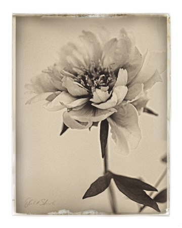 Sepia Peony Print Sepia Peony Print