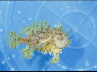 Close View of a Sargasso Weed