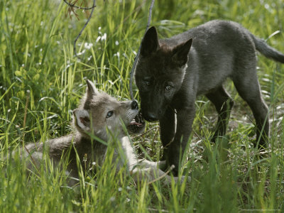 black anime wolf pup. Nine-Week-Old Gray Wolf Pups,