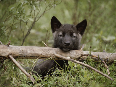 anime wolf puppy. black anime wolf pup. Nine-Week-Old Gray Wolf Pup,; Nine-Week-Old Gray Wolf Pup,. AidenShaw. Sep 10, 11:19 PM. However, I was disappointed to learn that the