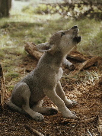 cute anime wolf pup. anime wolf puppy. Nine-Week-Old Gray Wolf Pup,; Nine-Week-Old Gray Wolf Pup,. toneloco2881. Nov 2, 10:12 AM. I#39;m convinced that these numbers