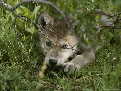 anime wolf puppy. An 8-Week-Old Gray Wolf Pup,