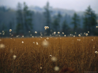 Cotton Grass, Sedges and a Red Spruce Forest in a Bog Stretched Canvas Print