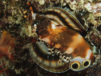 Twinspot Lionfish with Fin Black And White Lionfish. Twinspot Lionfish with Fin