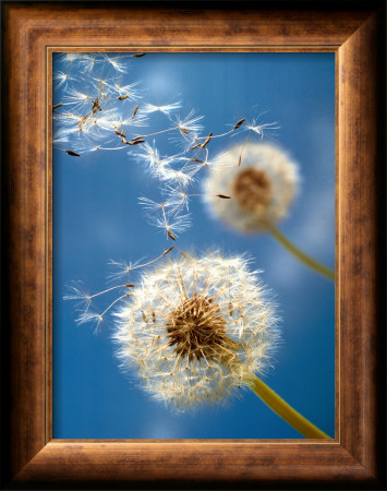 Dandelions Framed Print Dandelions Framed Print