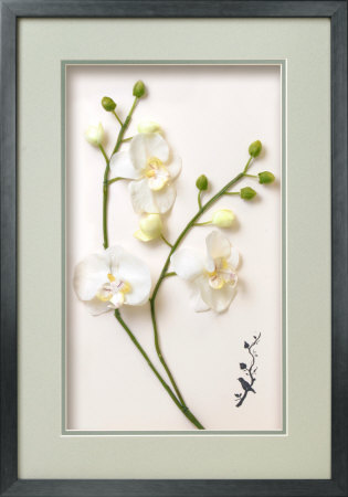 White Phalaenopsis Orchid Dimensional Product White Phalaenopsis Orchid Dimensional Product