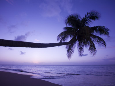 sunset on beach with palm trees. Palm Tree Silhouetted at