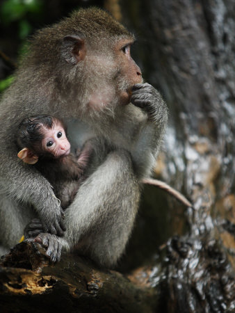 baby monkey. Mother and Baby Monkey at the