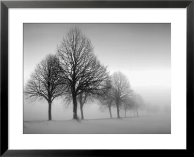 Winter Trees III Framed Print Winter Trees III Framed Print