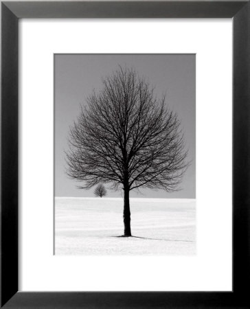Winter Tree Framed Print Winter Tree Framed Print