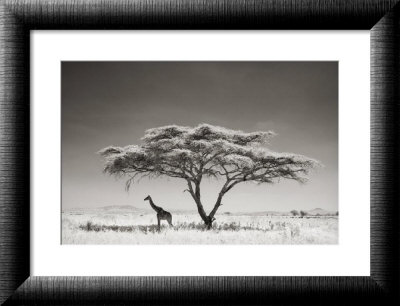 Giraffe in the Shade Framed Print Giraffe in the Shade Framed Print