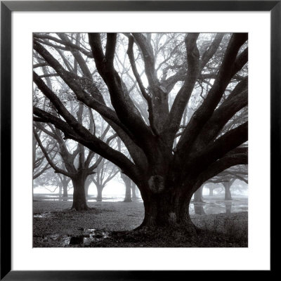 Oak Grove, Winter Framed Print Oak Grove, Winter Framed Print