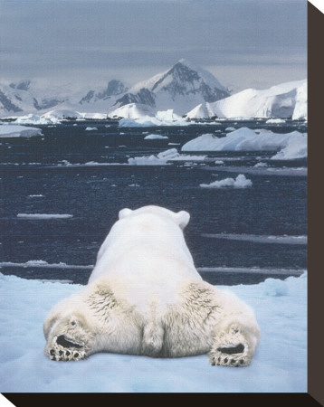 Dream of a Polar Bear Stretched Canvas Print Dream of a Polar Bear Stretched Canvas Print