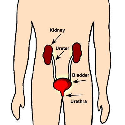 circulatory system for kids diagram. diagram of circulatory system