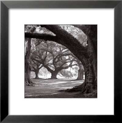 Oak Alley, West Row Framed Print Oak Alley, West Row Framed Print